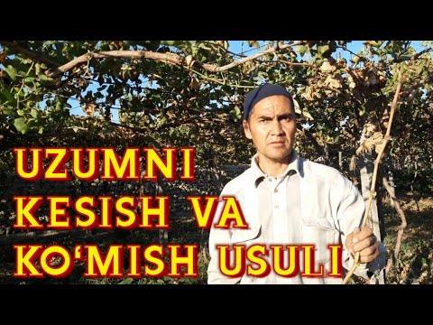 Video: Qog'oz Raqamlarini Qanday Kesish Kerak