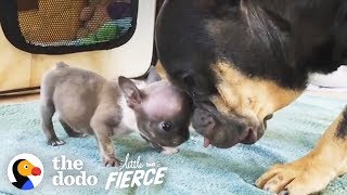 Watch this 1-Pound Bulldog Puppy Grow Up to Have the Most Amazing ROLLS | The Dodo Little But Fierce