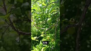 Erik #trending #trend #shorts #short #shortvideo #youtubeshorts #keşfet #doğa #nature #yöresel #ege