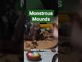 Monstrous mounds, to hide the creatures true form.#dND #dungeonsanddragons #easterbunny #creature