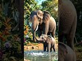 baby elephant 🐘 and mother cute #usa #americe #cute #cutebaby
