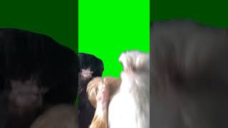 Dancing Chicken 🍗🐔 Green 💚 Screen Video #greenscreen #shorts
