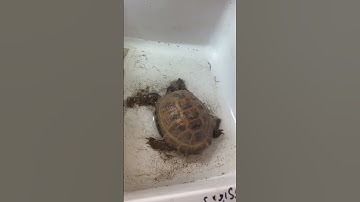 Russian tortoise hibernation #russiantortoise #reptilehibernation #brumation
