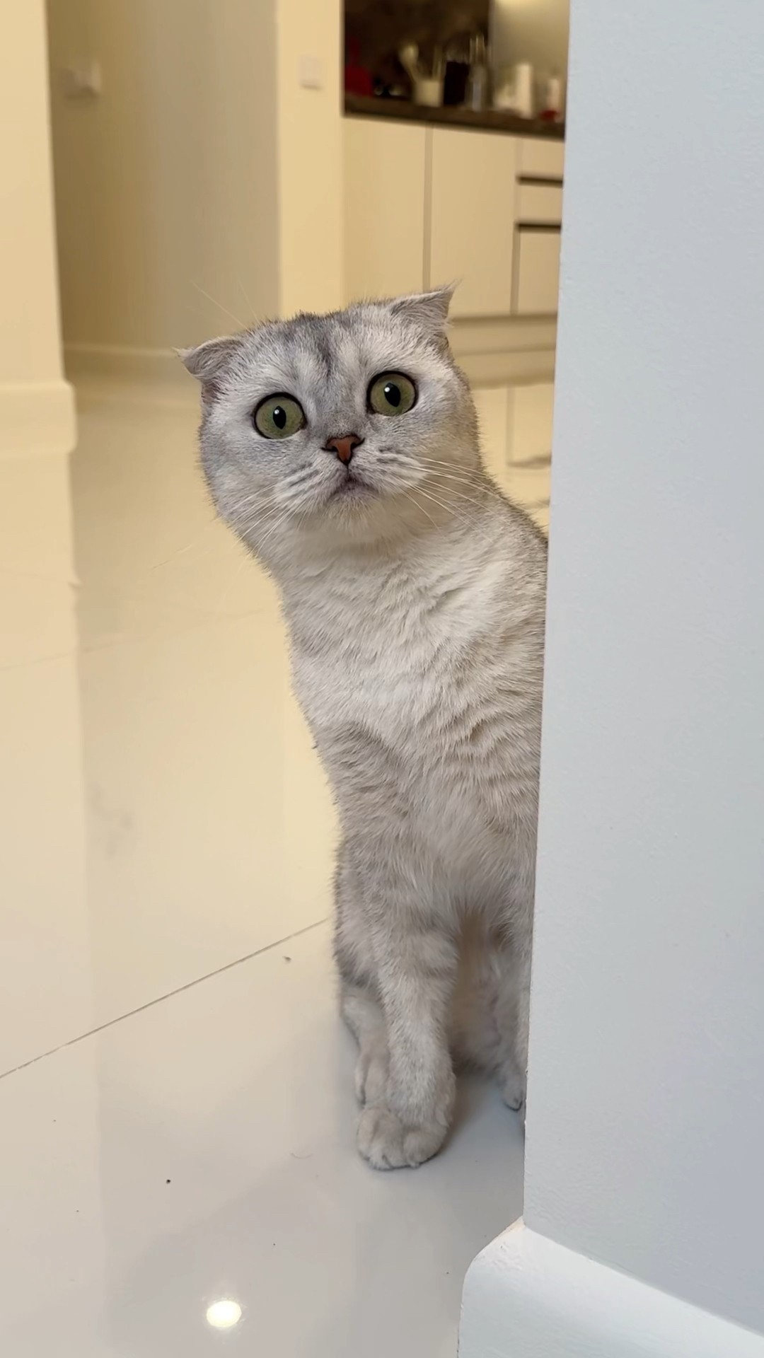 What was I hoping for?? #cat #cats