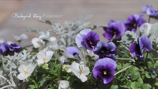 【田舎のガーデニング】我が家の春咲き球根を紹介！＊3月下旬にダイコンソウ株分け【裏庭物語】