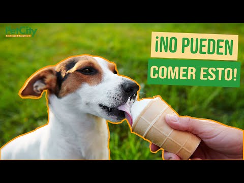 Video: Dulces que los perros pueden comer