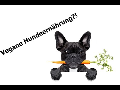 Video: Verschiedene Arten von Hundebellen