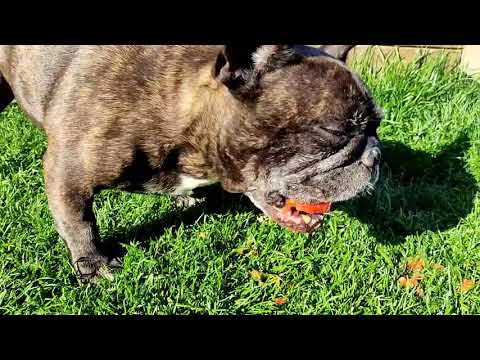 Video: Ar šunys gali valgyti pomidorus?