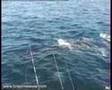 Humpback Whale Watching. Sydney, Australia