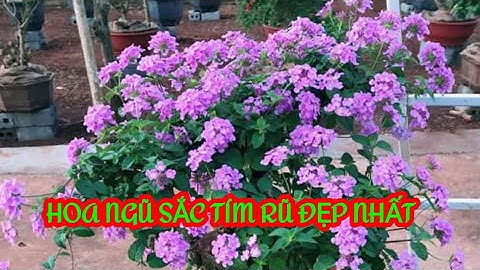 HOA NGŨ SẮC TÍM RŨ ĐẸP NHẤT@TRUNGNGUSACVlogs