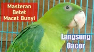 Suara Pancingan Betet yang Macet Bunyi