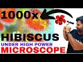 HIBISCUS UNDER OPTICAL MICROSCOPE 1000x POLLINATION