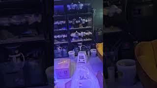 Labirynt rybny 16 #rafakoralowa #akwarystykamorska #korallen #aquaristik #reeftank
