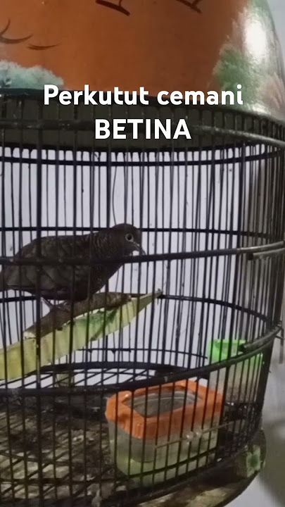 Perkutut cemani betina gacor