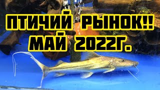 Птичий рынок! Май 2022!