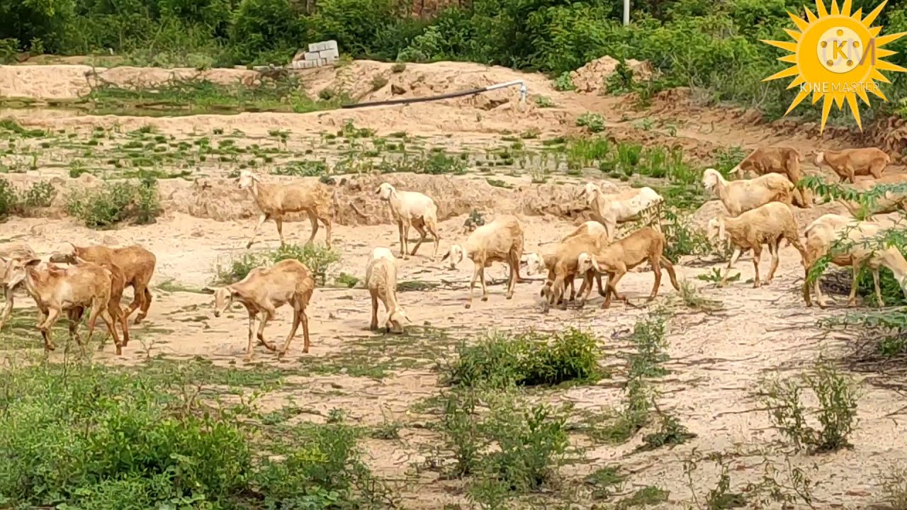 CM palli Village I Love Music🎶🍀❤CM Mahendra🎻🎻🎤