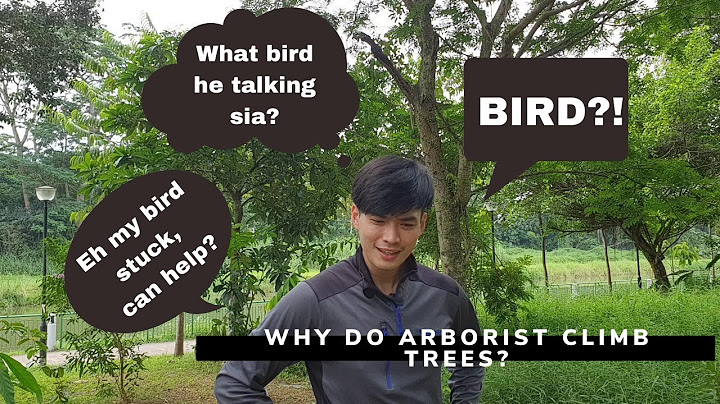 Why Do Arborist Climb trees?