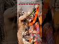 Shiv vivah shortvideo #shiv #vivah#mahadev #shankar #bholenath #music#new#shorts#ytshorts