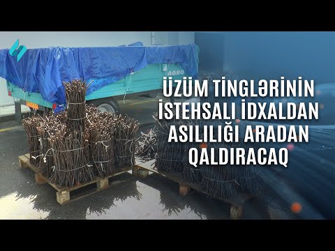 Video: Ən yaxşı gürcü üzüm sortları: təsviri, əkin və böyümə xüsusiyyətləri