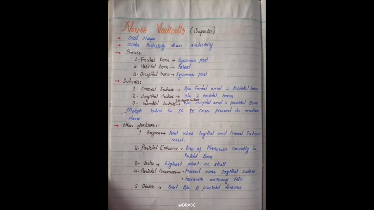 Norma Verticalis (superior)/Skull/anatomy/handwritten notes