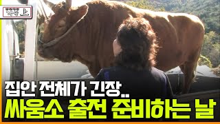 [다큐 ‘가족’ 44회 上] 집안 전체가 긴장.. 싸움소 출전 준비하는 날