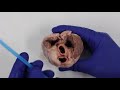Heart Dissection and Circulatory System Quiz