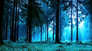 Deep in a forest the dead of night, symphony crickets and frogs
delights ears. it's easy to find tranquility while listening this
nature recor...