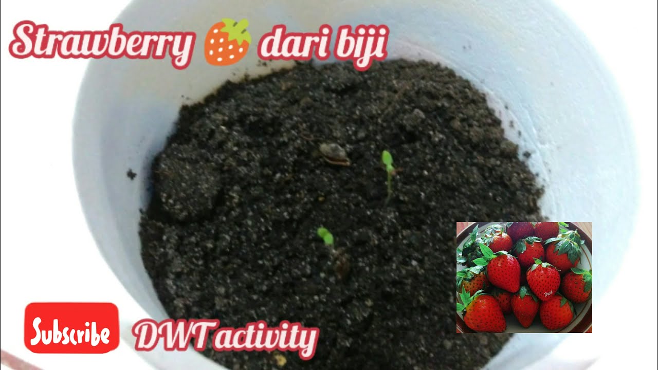 Cara mudah menanam STRAWBERRY dari biji. 