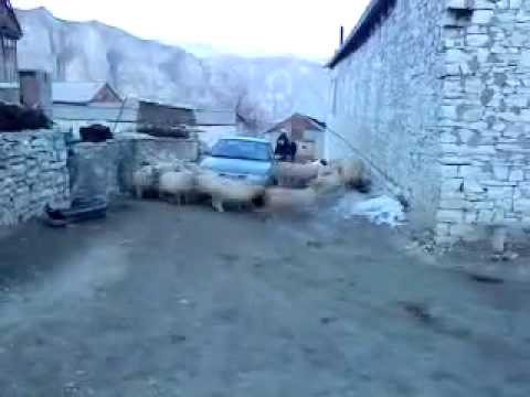 هنا لعبه الثعلب فات فات وبذيله سبع لفات تلعبه الطل