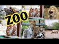 Zoo       