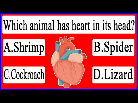 Which Animal Has Heart In Head? - Aljazeera medical center