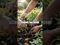 Canvas of Green Crafting Seasonal Gardens
