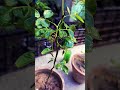 rose plant #homegardening #nature #indoorplants #garden #houseplants #gardening #plantcare #flowers