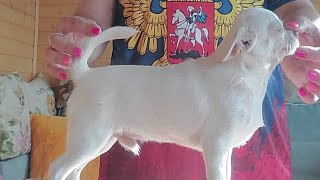 Босфор МАЖОРИКОВИЧ БЕЛЫЙ ПРОДАЖА чихуахуа питомник Кастропуло Крым купить щенка