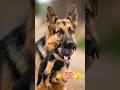 मिलिए दुनिया के सबसे 🦮बफादार रॉयल डॉग🦮👉 से💯 pillu vs rottweiler #shorts #viral #dog ❤️💕