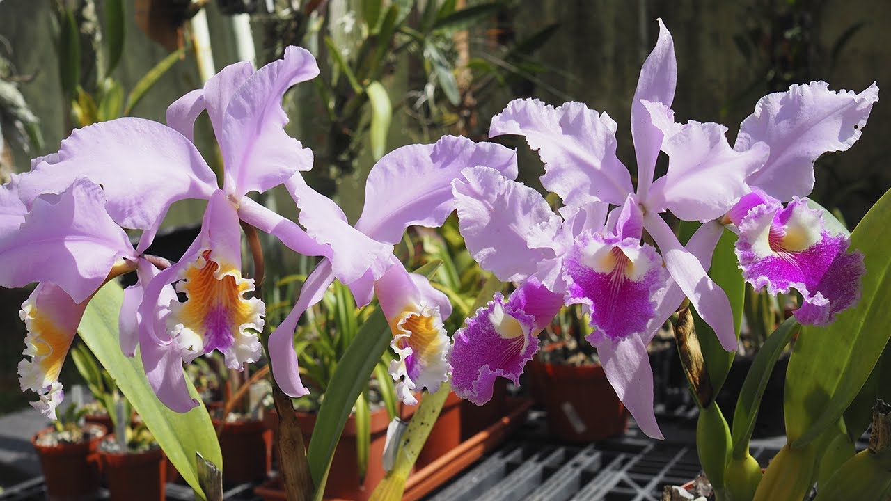 Cattleya mossiae vs. Cattleya warscewiczii - YouTube