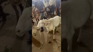 Deonar Bakra Mandi..#shorts #deonarbakra #deonarmandi #bakramandi #goats #bakra #animals #trending