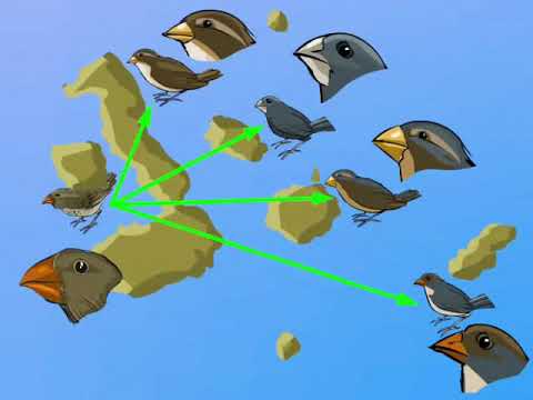 Ақ трусики киген азиаттар