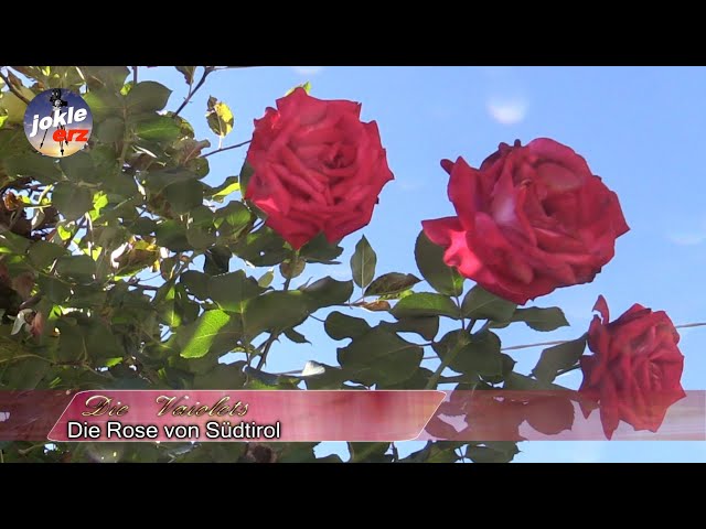 Die Vaiolets - Rosen aus Südtirol