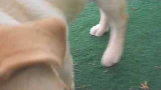20090601クーと屋根付きドッグランで遊ぶ3