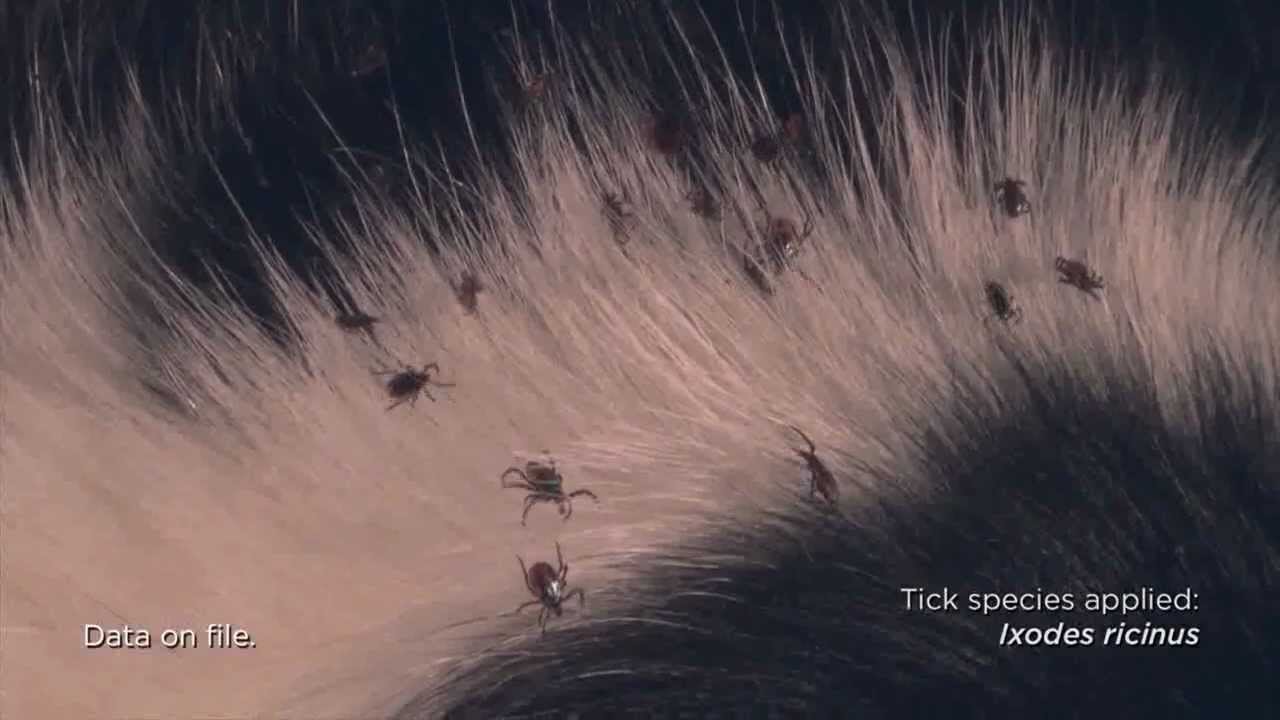 Seresto Tick Efficacy YouTube