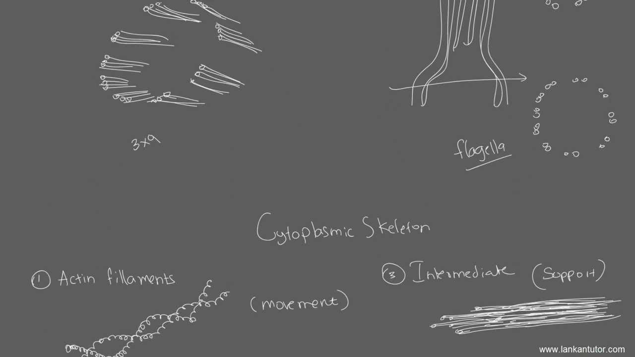 Biology 2.8 [ Complete Structure of the Cell ]
