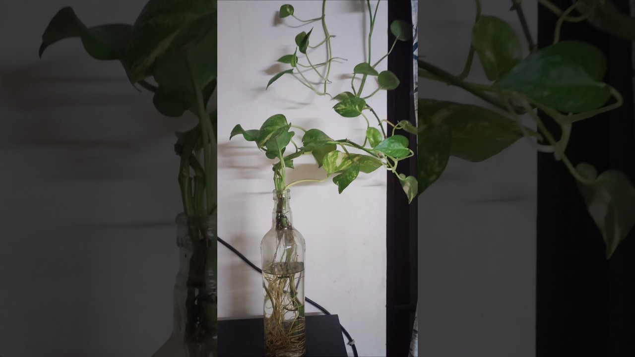 mony plant ko pani me kese lagaye 🤔 acchi groth ke liyekya kare #shots #garden #ytshorts