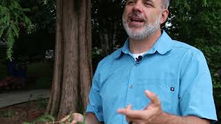 Download Lagu Dawn redwood (Metasequoia glyptostroboides) - Plant Identification MP3