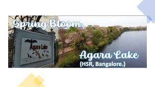 Spring Bloom, 2024 (Agara Lake, HSR Layout, Bangalore, 4K).