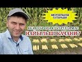 Яка цукрова кукурудза має найбільші качани?