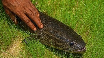 Wild Snakehead fish Discovery in the Rice Field