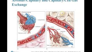 PEC Chapter 10 Airway Management, Artificial Ventilation, and Oxygenation screenshot 1