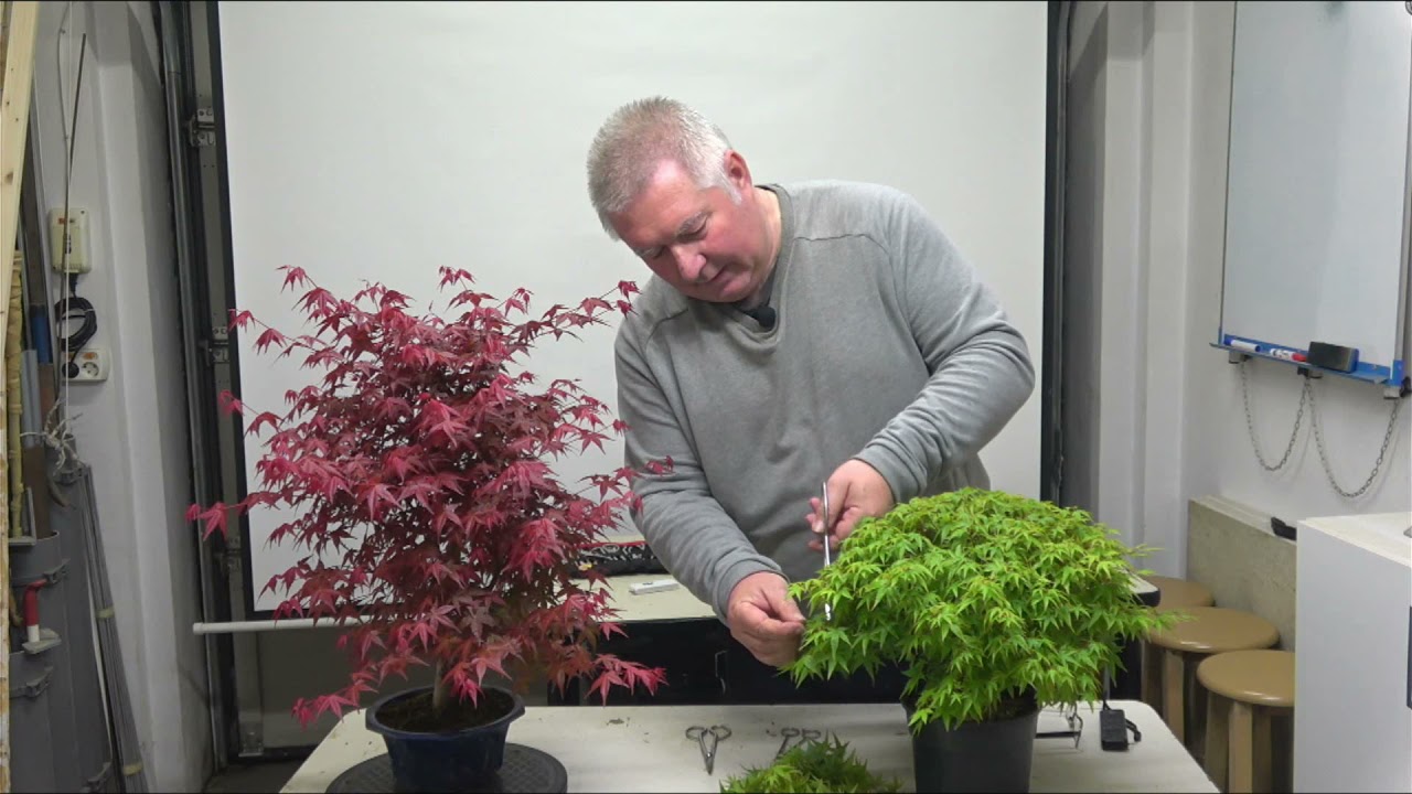 Pinzado de Arce Palmatum - y  Mantenimiento