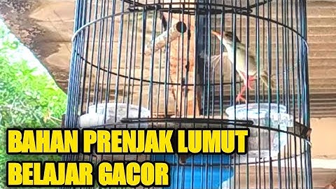 Suara khas burung prenjak lumut jantan belajar bunyi dan gacor
